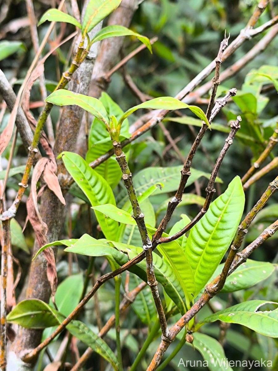 Psychotria plurivenia Thwaites